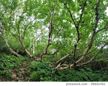 Shokanbetsu山森林地帶 98682482