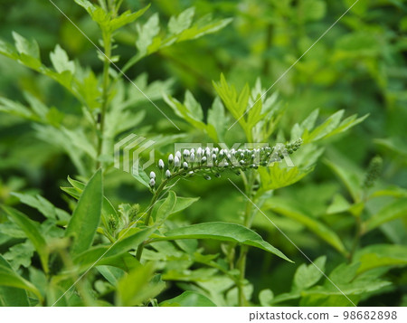 奧卡特拉諾之花 98682898