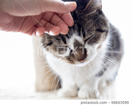A cat whose head is stroked on the cat tower A cat whose head is stroked on the cat tower 98683090
