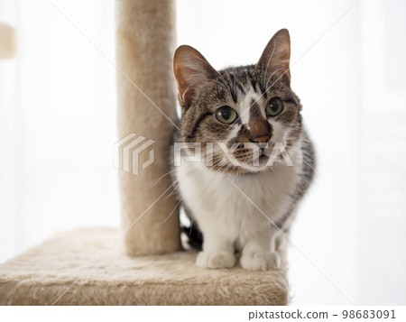 Cat above cat tower Cat above cat tower 98683091