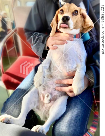 比格犬被抱時伸出舌頭 98683225