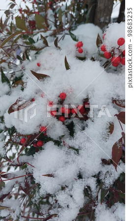 南部天空的果實埋在雪中 南部天空的果實埋在雪中 98683235