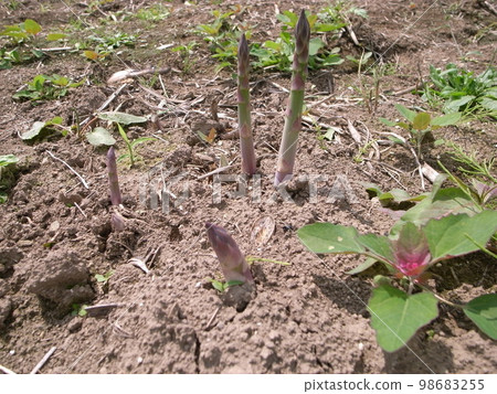 Asparagus waiting to be harvested in the field Asparagus waiting to be harvested in the field 98683255