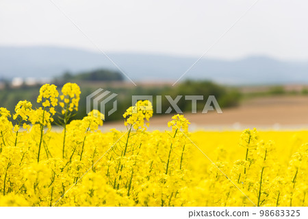 Scenery of a field of rape blossoms in early spring Scenery of a field of rape blossoms in early spring 98683325