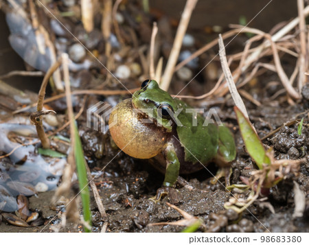 日本鐮刀日本slu flying飛揚 98683380