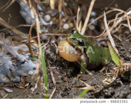 日本鐮刀日本slu flying飛揚 98683381