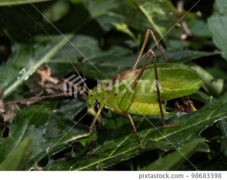 Squealing beetle 98683398