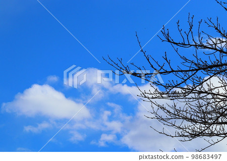 晴朗的天空在冬天 98683497