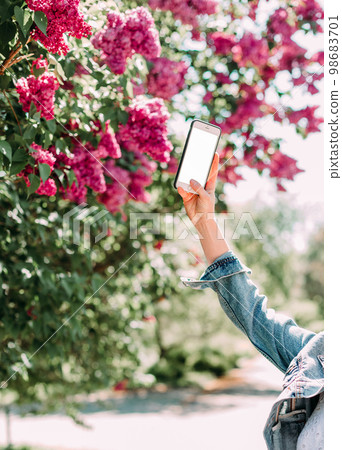 woman takes pictures smartphone flowering bush sakura 98683701