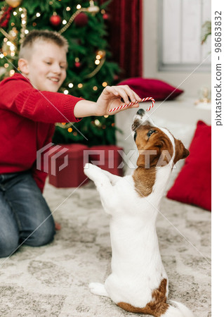 boy fun pet jack russell christmas tree boy fun pet jack russell christmas tree 98683832