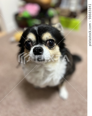 吉娃娃起來 吉娃娃起來 98683841