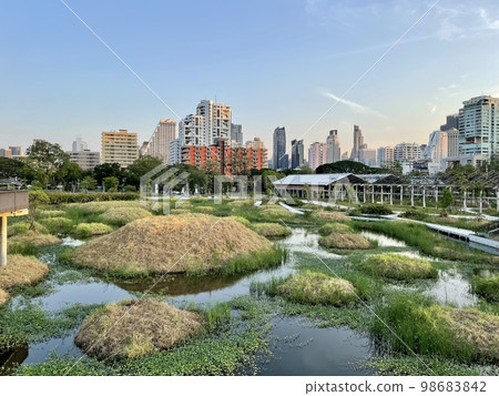 曼谷一個充滿自然的美麗公園 曼谷一個充滿自然的美麗公園 98683842
