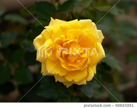 Rose of May, Gold Bunny Rose of May, Gold Bunny 98683891