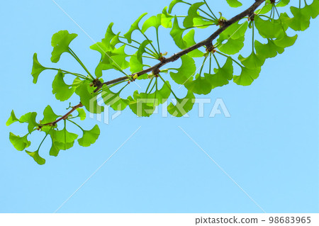 Young leaves of ginkgo biloba 98683965