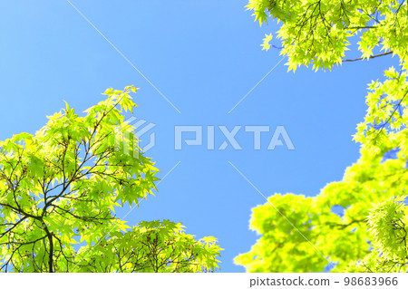 Clear blue skies and fresh greenery 98683966