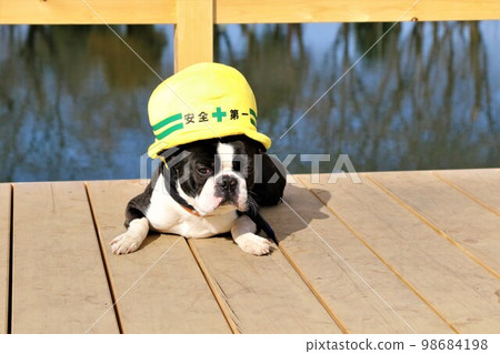 Mighty，一隻戴著安全第一帽的波士頓梗犬，在令人放鬆的鶴島市運動公園裡凝視著 Otagaya Marsh 的甲板 98684198