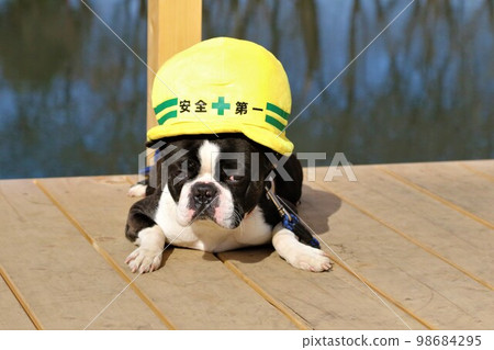 Mighty,一隻戴著安全第一帽的波士頓梗犬,在令人放鬆的鶴島市運動公園裡凝視著 Otagaya Marsh 的甲板 Mighty,一隻戴著安全第一帽的波士頓梗犬,在令人放鬆的鶴島市運動公園裡凝視著 Otagaya Marsh 的甲板 98684295