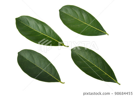 Leaves of jackfruit isolated on a white background Leaves of jackfruit isolated on a white background 98684455