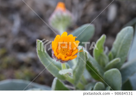 Calendula orange flowers blooming in a Japanese winter garden Calendula orange flowers blooming in a Japanese winter garden 98684531