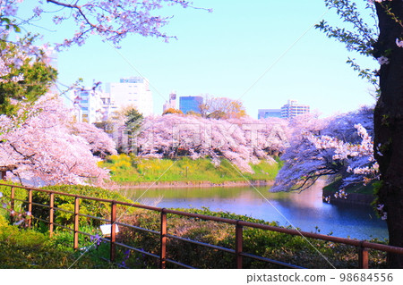 北之丸公園 千鳥淵 櫻花 98684556