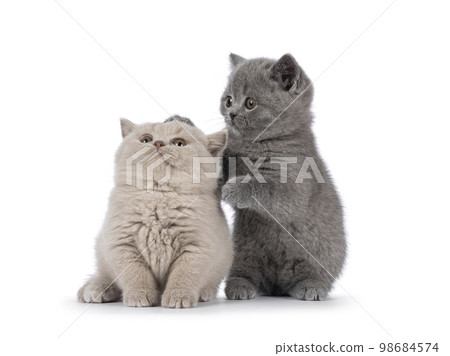 British Shorthair cat kittens on white background 98684574