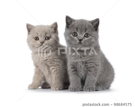 British Shorthair cat kittens on white background British Shorthair cat kittens on white background 98684575