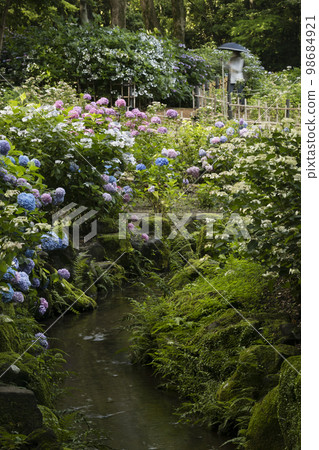 Hydrangea blooming early summer scenery-98 98684921