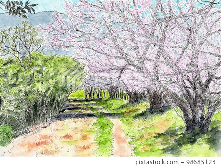 A path beside a row of cherry blossom trees 98685123