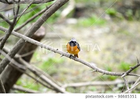 黃尾鴝 黃尾鴝 98685351