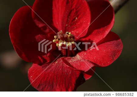 紅色花的雄蕊和雌蕊 98685382