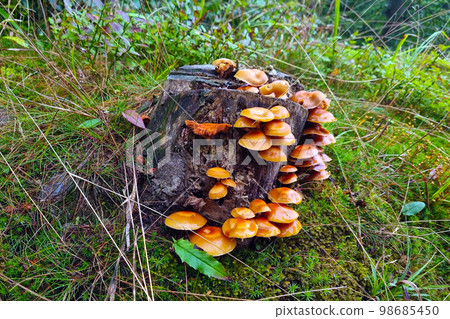 On the stump grow young mushrooms in the forest. On the stump grow young mushrooms in the forest. 98685450