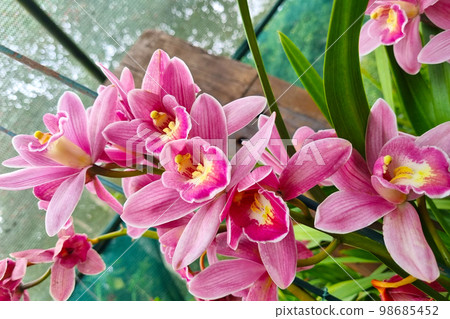 Close-up of flowering orchids in the rainforest. Close-up of flowering orchids in the rainforest. 98685452
