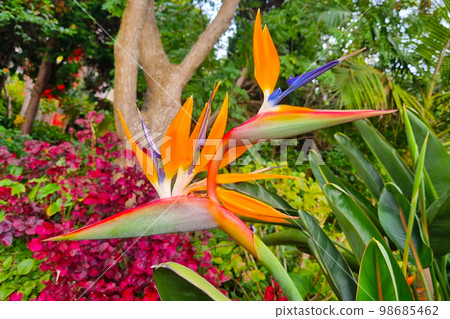 Strelitzia royalis a perennial herbaceous plant. Strelitzia is grown as a houseplant, in greenhouses for cutting flowers. 98685462
