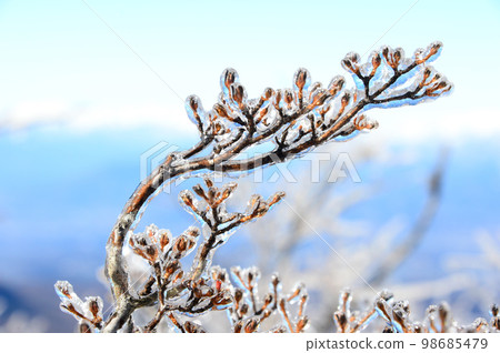 Frozen winter buds in the harsh winter 98685479