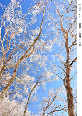 Mt. Akagi in Gunma prefecture in winter with beautiful hoarfrost 98685481