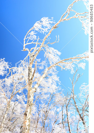 Mt. Akagi in Gunma prefecture in winter with beautiful hoarfrost 98685483