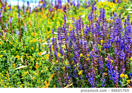 Sunny spring meadow with wonderful fragrant delicate flowers 98685769