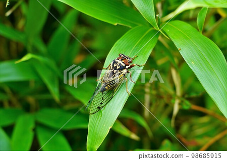 升官別岳埃佐塞米 98685915