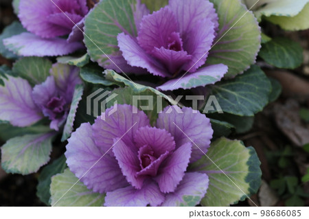 冬天紫色的花 冬天紫色的花 98686085