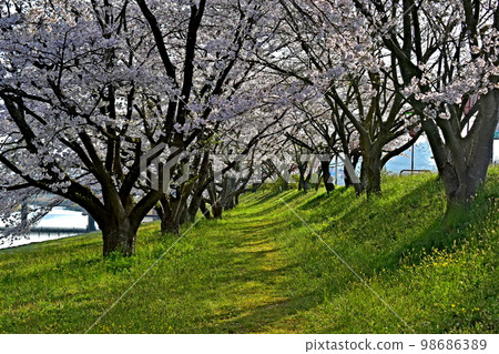 Mitoya River riverbed cherry blossoms Mitoya River riverbed cherry blossoms 98686389