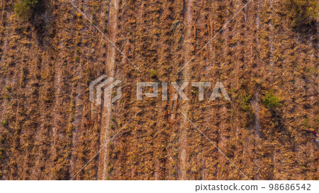 Aerial view of Plantation Eucalyptus trees being harvested for wood chipping. Top view of the eucalyptus forest in Thailand. 98686542