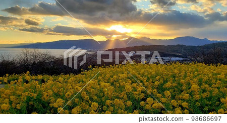 Nanohana and Angel's Ladder in Azumayama Park in Ninomiya, Kanagawa [January] 98686697