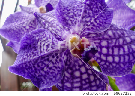 Beauty orchidea Phalaenopsis flower, close up view 98687252