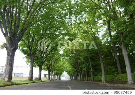 新綠隧道綠樹成蔭的道路 98687499