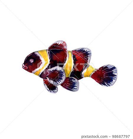 Red fish with yellow stripes. Watercolor illustration isolated on white 98687797