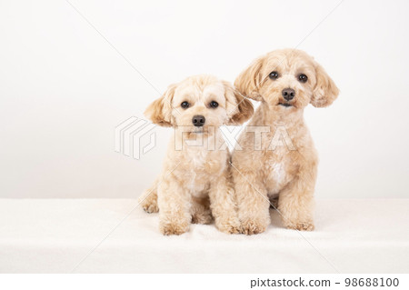 White back and two Malpu 98688100