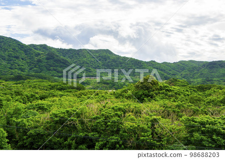 石垣島森林(雜草叢生的樹木) 石垣島森林(雜草叢生的樹木) 98688203