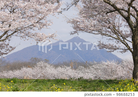 Cherry blossoms in full bloom and Mt. Tsukuba viewed from Hakojima Reservoir 98688253