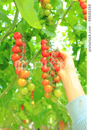 Mini Tomato Harvest Mini Tomato Harvest 98688268