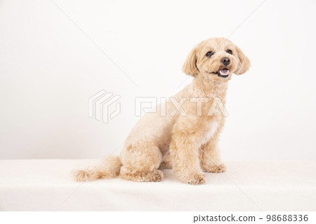 white back and smiling maltipoo 98688336
